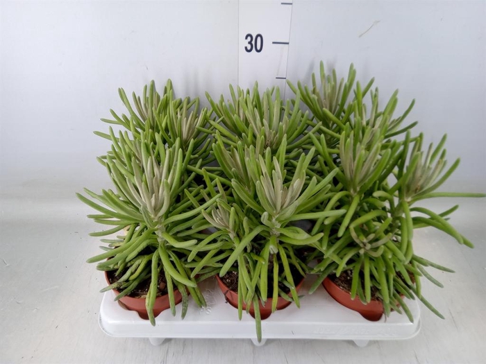 <h4>Senecio   ...</h4>