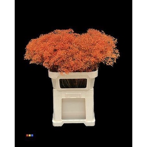 Gyps Million Star Orange