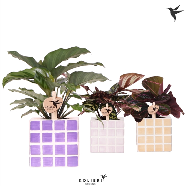 <h4>Kolibri Greens Calathea mix in Mosa pot pink mix</h4>