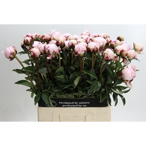 Paeonia Reine Hortense Xxl