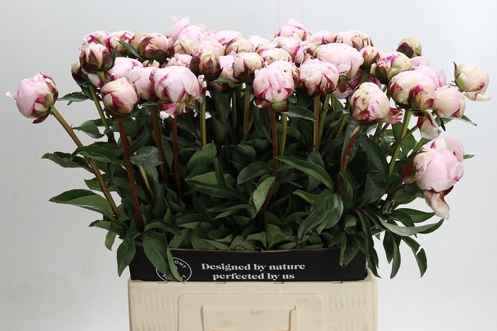 <h4>Paeonia Reine Hortense XXL</h4>
