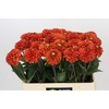 Dahlia Zundert Mystery Fox