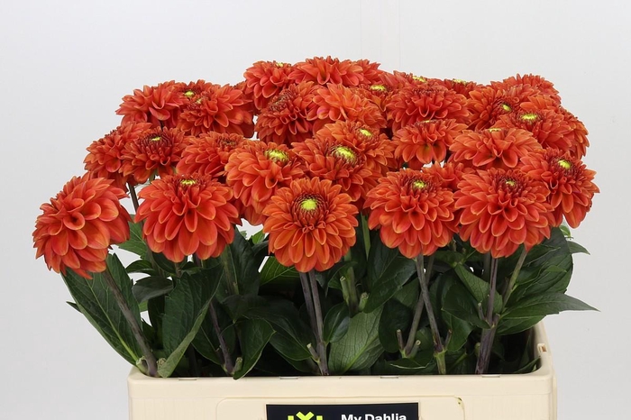 Dahlia Zundert Mystery Fox