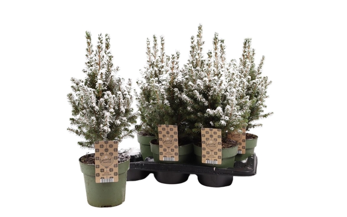 <h4>PICEA GL DECEMBER</h4>