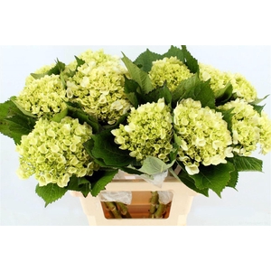 HYDRANGEA  'LIMA'