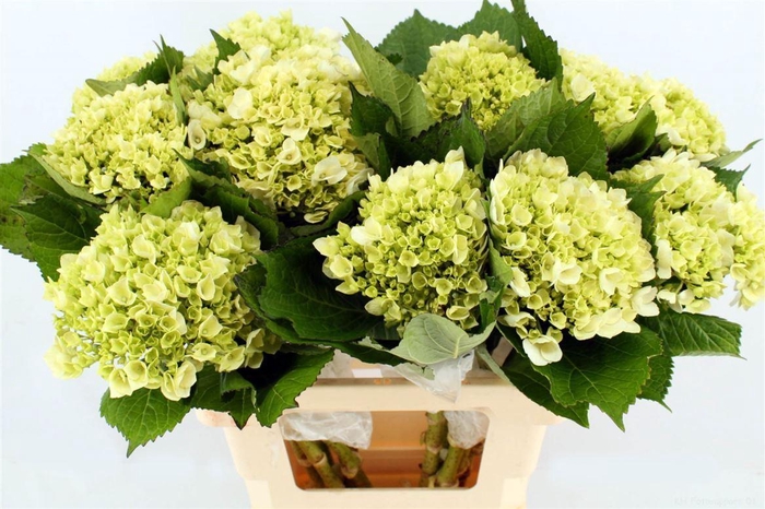 <h4>HYDRANGEA  'LIMA'</h4>