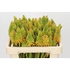 Kniphofia Eycone Peach