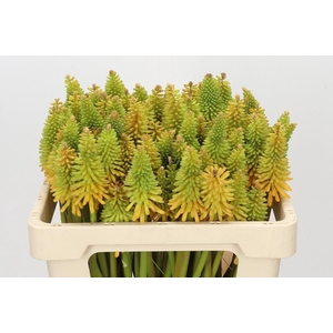 Kniphofia Eycone Peach