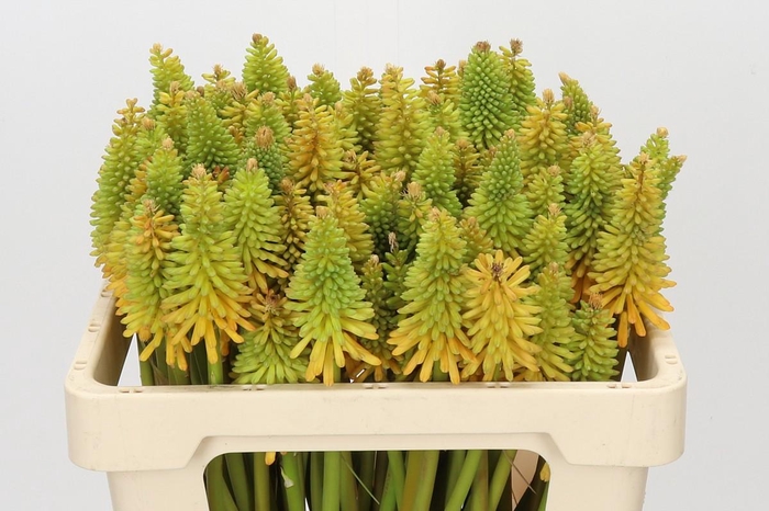 Kniphofia Eycone Peach