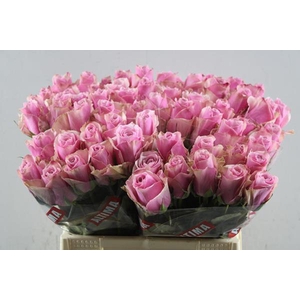 R Gr Athena Royale L40