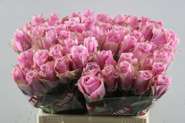 <h4>R Gr Athena Royale L40</h4>