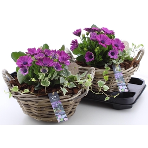 ARR TUINPLANTEN