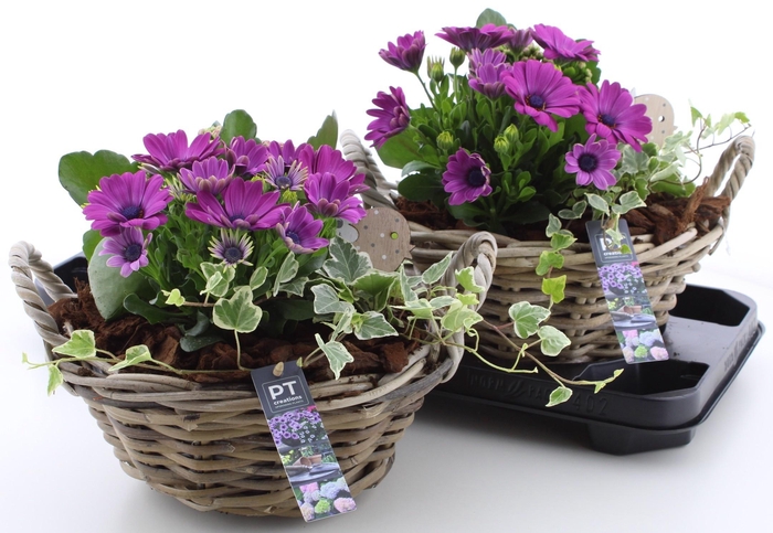 <h4>ARR TUINPLANTEN</h4>