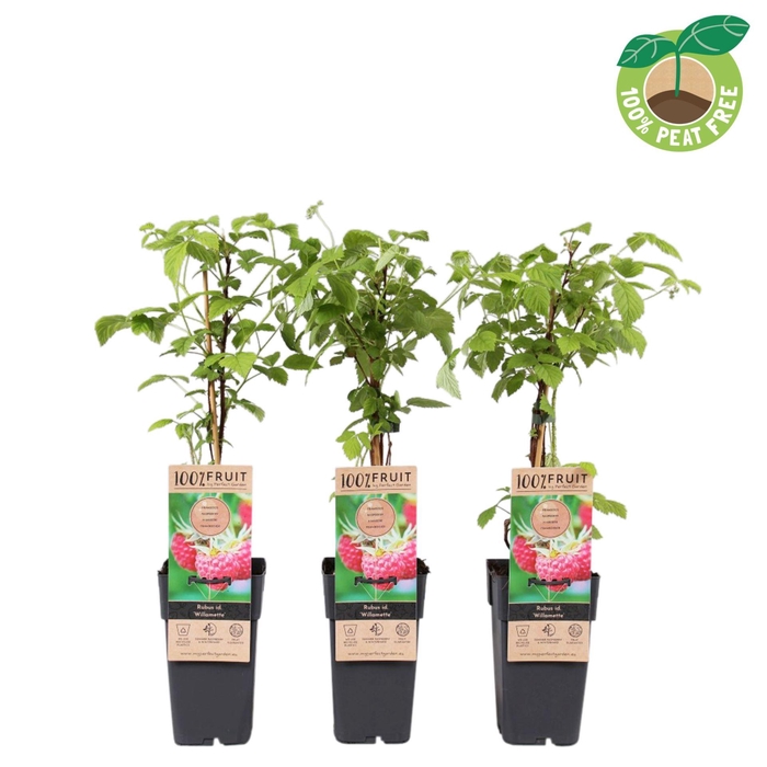 <h4>Rubus idaeus</h4>