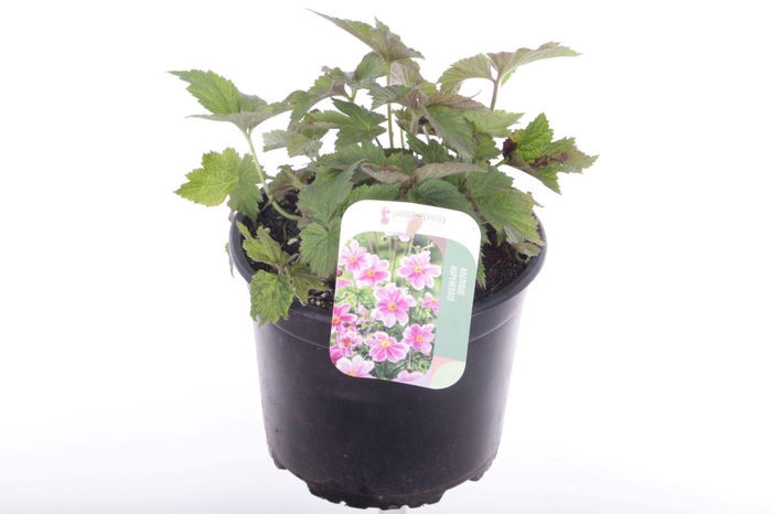 <h4>Anemone hup. Prinz Heinrich</h4>