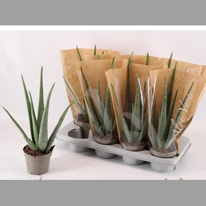 ALOE VERA