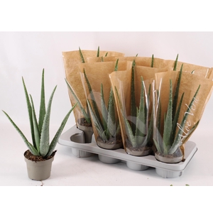 ALOE VERA