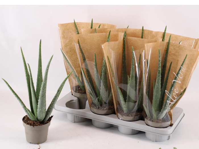 <h4>ALOE VERA</h4>