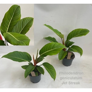 Philodendron geniculatum Jet Streak 14cm *NEW*