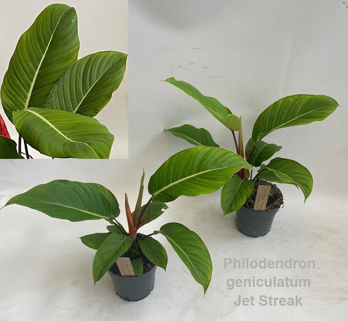 <h4>Philodendron geniculatum Jet Streak 14cm *NEW*</h4>