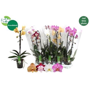 Phal El Cascade Gem 1 Branche 6+