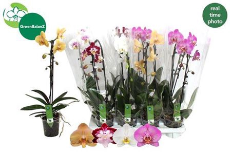 <h4>Phal El Cascade Gem 1 Branche 6+</h4>