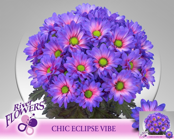 <h4>CHR T CHIC KLB H%</h4>