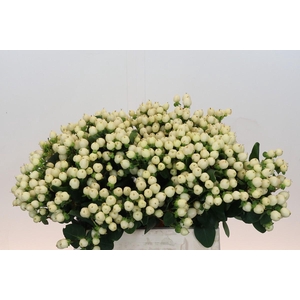 Hypericum Cool Romance