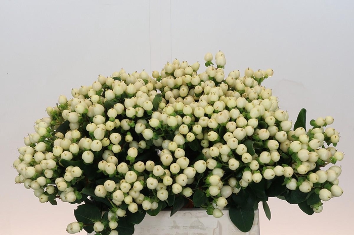 <h4>Hypericum Cool Romance</h4>