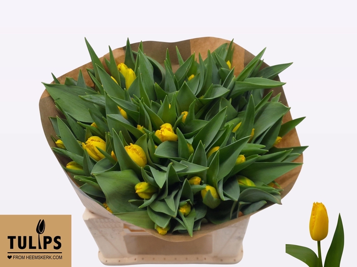 <h4>TU FR YELLOW FABIO</h4>