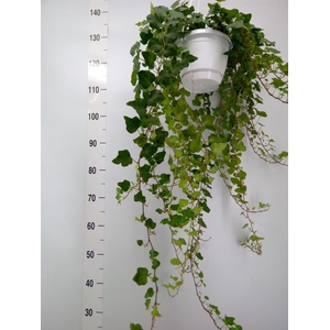 Hedera helix 'Wonder'