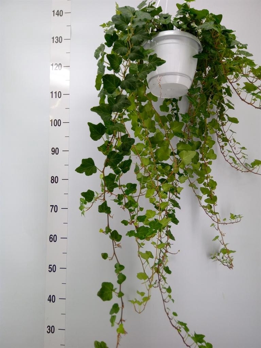 <h4>Hedera helix 'Wonder'</h4>