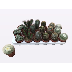 CACTUS + SUCCU GEM