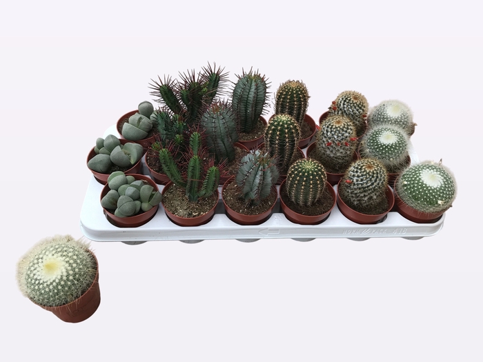 <h4>CACTUS + SUCCU GEM</h4>