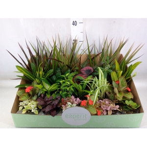Planten  ..mix