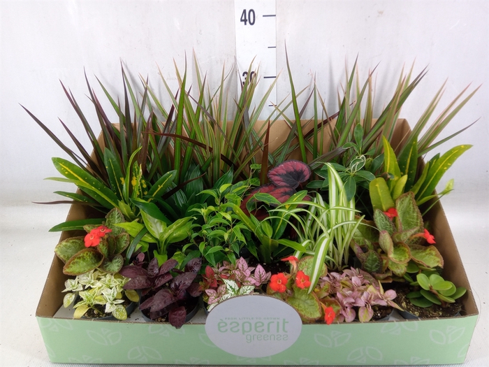 <h4>Planten  ..mix</h4>