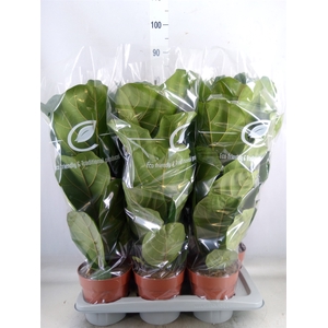 Ficus lyrata