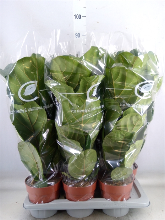 <h4>Ficus lyrata</h4>
