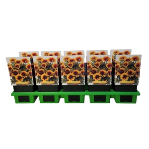 Gaillardia