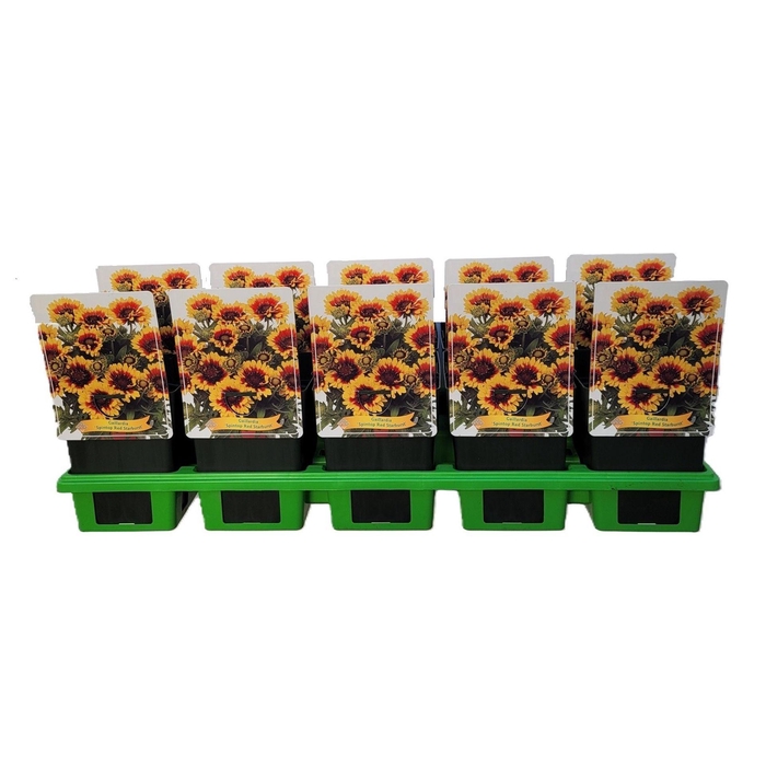 <h4>Gaillardia</h4>