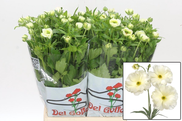 <h4>RAN BUTTERFLY GRACES</h4>