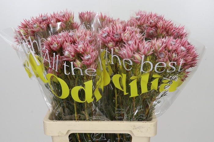 <h4>Blushing Bride Pink 2/5 Flowers</h4>