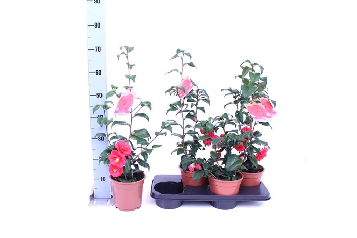 <h4>Camellia Japonica P17 15+ Knop</h4>