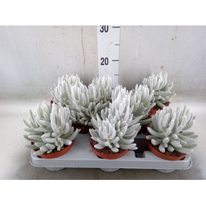 Senecio   ...