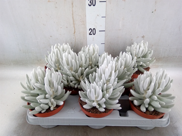 <h4>Senecio   ...</h4>