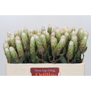 Protea Ayoba Little Lady White