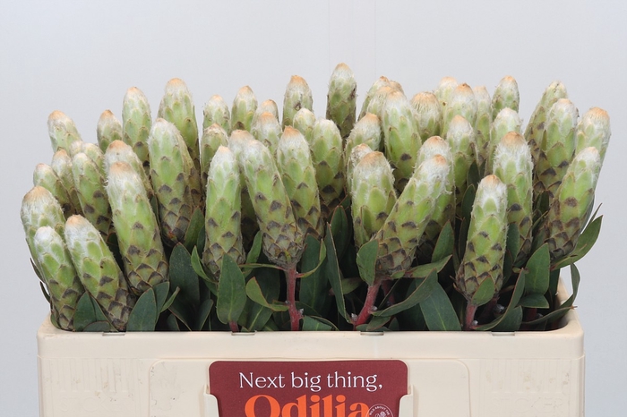 <h4>Protea Ayoba Little Lady White</h4>