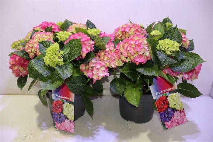 <h4>Hydr M Hi River</h4>