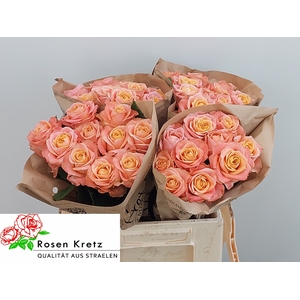 R GR PEACH FUNKY+