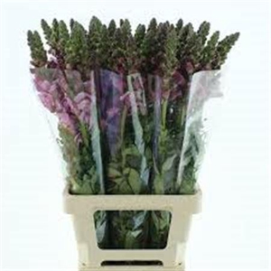 Antir Poto Lavender